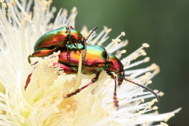 Bir çift kurbağa bacağı böceği çiftleşiyor. Bu böceğin bilimsel adı Sagra sp.