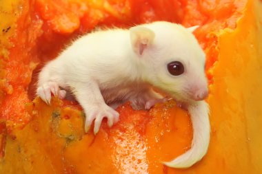 Papaya meyvesindeki bir aylık albino şeker planörü bebeği. Bu keseli memelinin bilimsel adı Petaurus Breviceps.. 