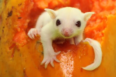 Papaya meyvesindeki bir aylık albino şeker planörü bebeği. Bu keseli memelinin bilimsel adı Petaurus Breviceps.. 