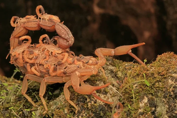 Una Madre Escorpión Hottentotta Hottentotta Sostiene Sus Bebés — Foto de Stock