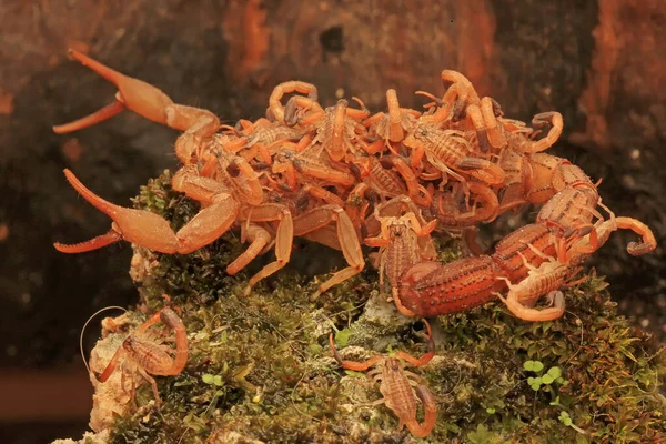 Une Mère Scorpion Hottentotta Hottentotta Tient Ses Bébés — Photo