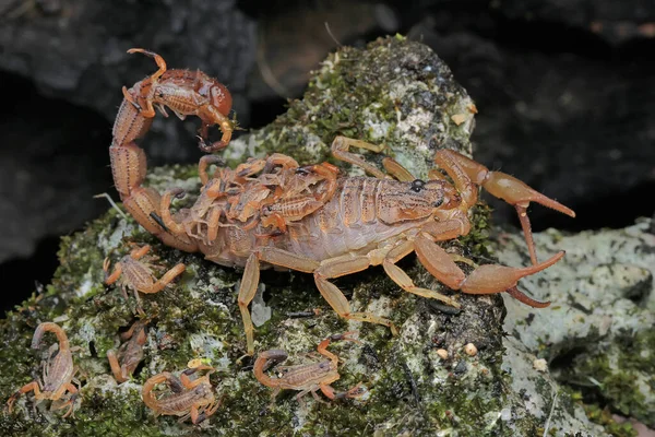 Scorpion Mother Hottentotta Hottentotta Holding Her Babies — Stock Photo, Image