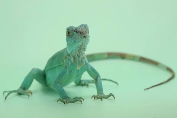 Blå Leguan Iguana Leguan Med Elegant Pose — Stockfoto