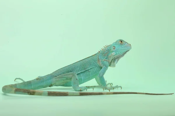 Een Blauwe Leguaan Leguaan Leguaan Met Een Elegante Pose — Stockfoto