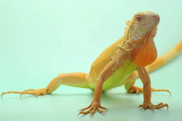 Sebuah Iguana Merah Iguana Iguana Adalah Berjemur — Stok Foto