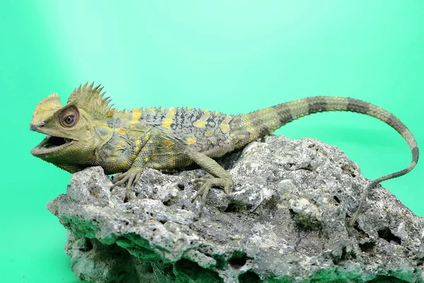 Gestos Corporales Dragón Gonocephalus Chamaeleontinus Que Está Listo Para Atacar —  Fotos de Stock