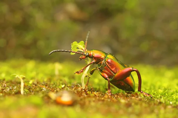 Frog Leg Beetle Sagra Sunbathing Bush Starting His Daily Activities — Stockfoto