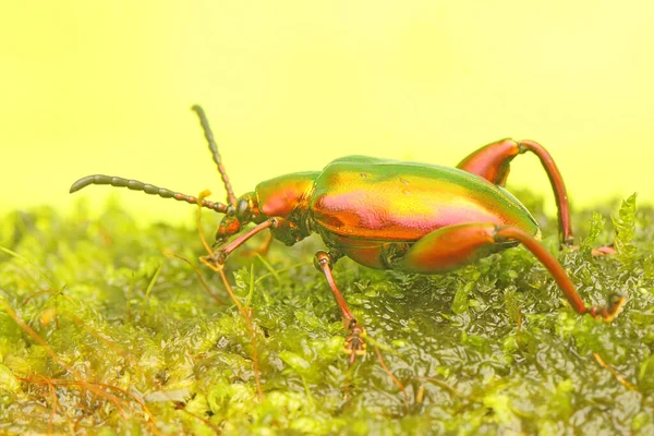 Frog Leg Beetle Sagra Sunbathing Bush Starting His Daily Activities — ストック写真