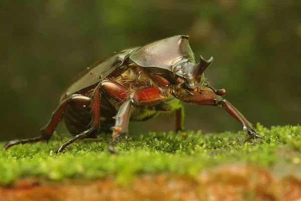 Bir gergedan böceği çalılıklarda avını arıyor. Bu böceğin bilimsel adı Oryctes gergedanı.. 