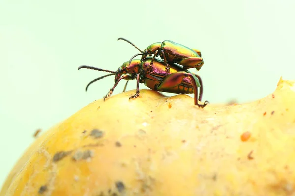 Pair Frog Leg Beetles Mating Insect Has Scientific Name Sagra — Foto Stock