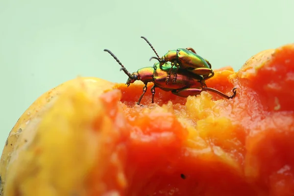 Par Escarabajos Rana Pierna Apareamiento Este Insecto Tiene Nombre Científico —  Fotos de Stock