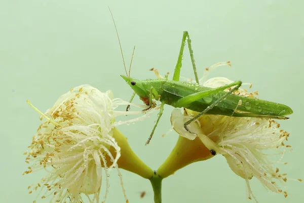 Small Green Grasshopper Eating Young Leave — Foto Stock