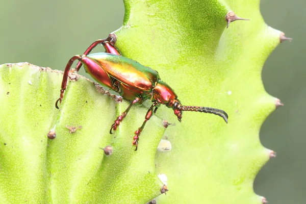 Frog Leg Beetle Sagra Sunbathing Bush Starting His Daily Activities — Stock Photo, Image