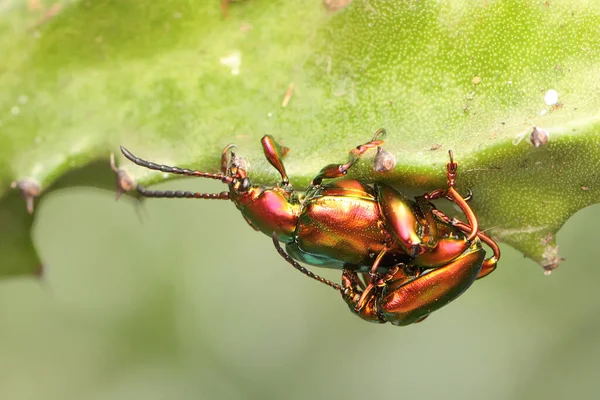 Ein Paar Froschbeinkäfer Paart Sich Dieses Insekt Trägt Den Wissenschaftlichen — Stockfoto