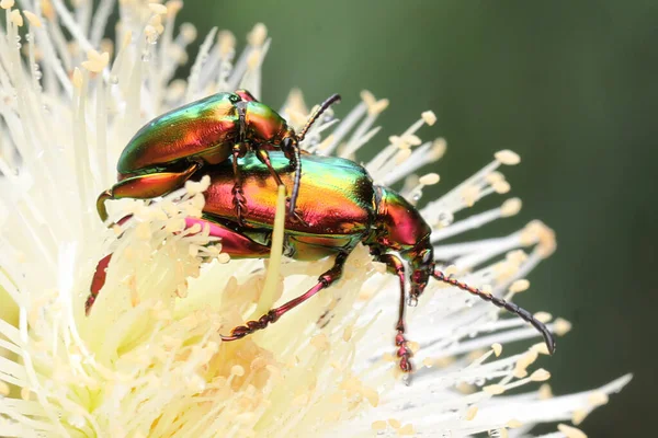 Pair Frog Leg Beetles Mating Insect Has Scientific Name Sagra — Stockfoto