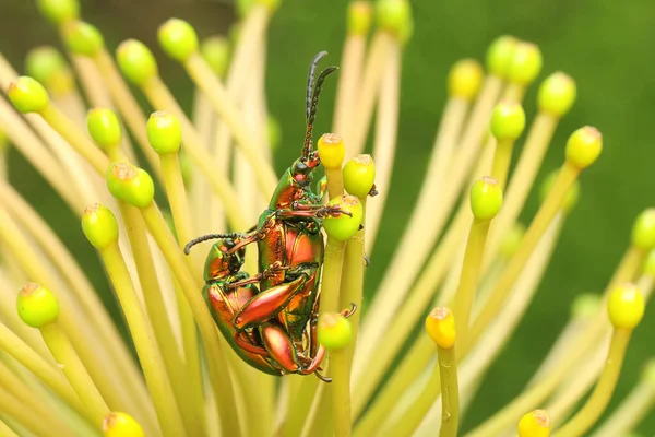 Pair Frog Leg Beetles Mating Insect Has Scientific Name Sagra — Fotografia de Stock