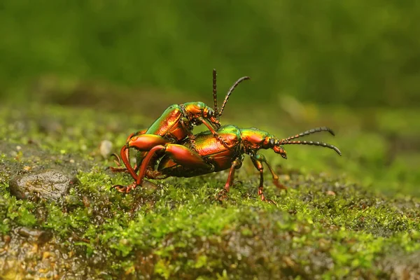 Par Escarabajos Rana Pierna Apareamiento Este Insecto Tiene Nombre Científico — Foto de Stock