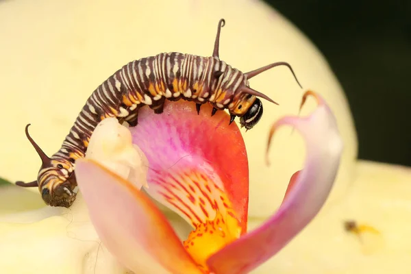 Een Rups Foerageert Een Struik — Stockfoto