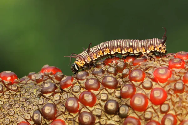 애벌레 숲에서 먹이를 — 스톡 사진
