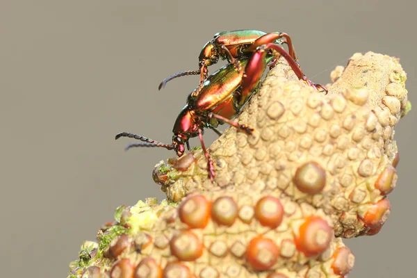 Pair Frog Leg Beetles Mating Insect Has Scientific Name Sagra — ストック写真