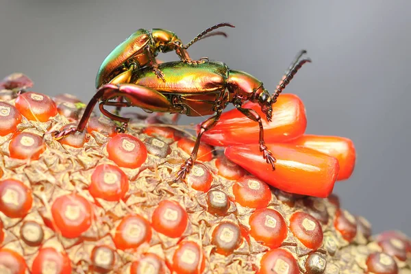 Pair Frog Leg Beetles Mating Insect Has Scientific Name Sagra — стокове фото