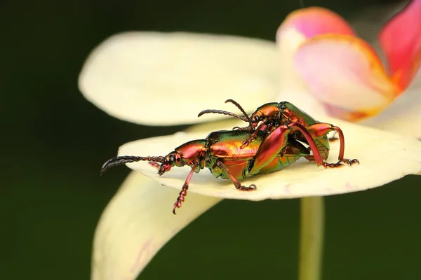 Pair Frog Leg Beetles Mating Insect Has Scientific Name Sagra — Stock Photo, Image