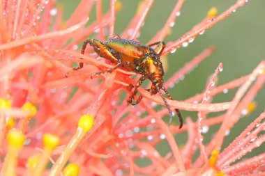 Kurbağa bacağı böceği (Sagra sp) günlük aktivitelerine başlamadan önce çalılıklarda güneşlenir.. 