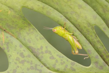 Küçük yeşil bir çekirge genç bir izin yiyor..