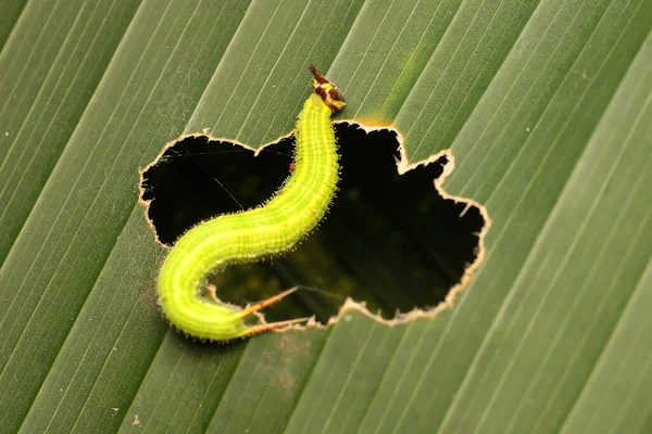 Una Oruga Verde Está Comiendo Hojas Jóvenes Plátano Esta Oruga —  Fotos de Stock