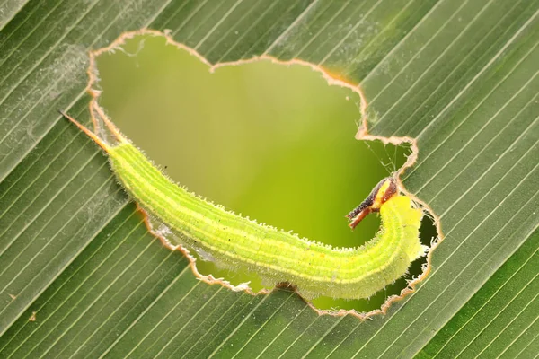 A green caterpillar is eating young banana leaves. This caterpillar after passing through a complete metamorphosis will become a butterfly Elymnias hypermnestra.