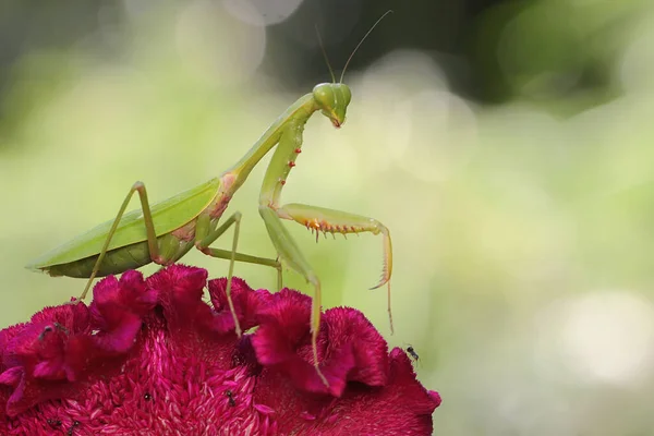 一只祈祷的螳螂栖息在一朵野花上 — 图库照片
