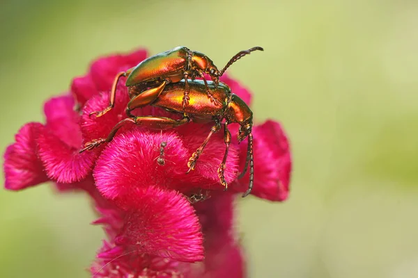 Par Escarabajos Rana Pierna Están Apareando Este Insecto Tiene Nombre —  Fotos de Stock