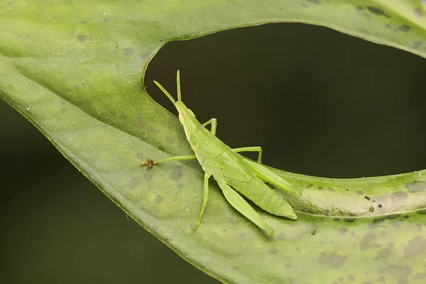Small Green Grasshopper Eating Young Leave — Zdjęcie stockowe