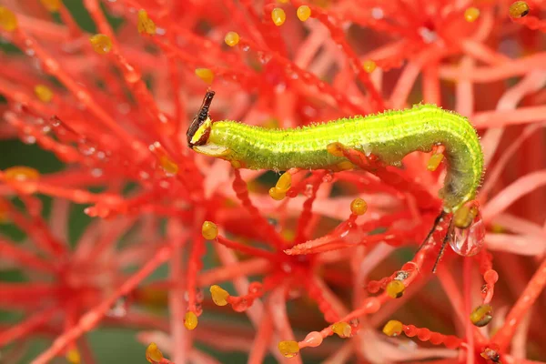 Green Caterpillar Eating Blood Lily Flower Caterpillar Passing Complete Metamorphosis — Stockfoto