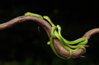Bir grup bebek Küçük Sunda çukur engereği (Trimeresurus insularis) kuru bir ağaç dalında süründüler..