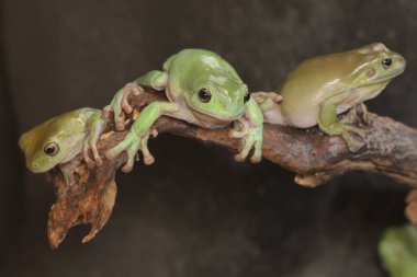 Bir grup tıknaz kurbağa (Litoria caerulea) kuru kütüklerin üzerinde dinleniyor.. 