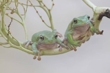 İki tombul ağaç kurbağası bir avuç genç palmiye üzerinde dinleniyor. Bu yeşil amfibyumun bilimsel adı Litoria caerulea. 