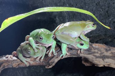 Bir grup tıknaz kurbağa (Litoria caerulea) kuru kütüklerin üzerinde dinleniyor.. 