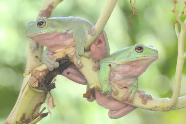 İki tombul ağaç kurbağası bir avuç genç palmiye üzerinde dinleniyor. Bu yeşil amfibyumun bilimsel adı Litoria caerulea. 