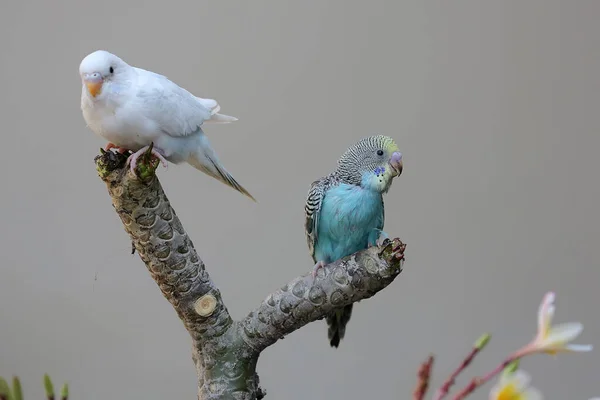 Two Parakeets Melopsittacus Undulatus Resting Frangipani Tree Trunk — Fotografia de Stock