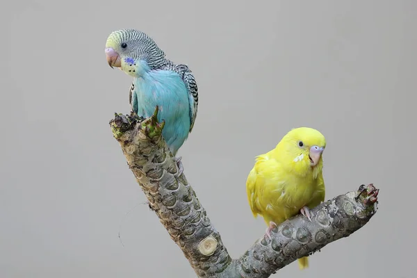 Δύο Παπαγάλοι Melopsittacus Undulatus Ακουμπισμένοι Κορμό Δέντρου Frangipani — Φωτογραφία Αρχείου