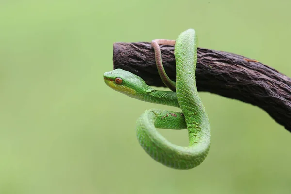 Малыш Малая Гадюка Trimeresurus Insularis Ползает Сухой Ветке Дерева — стоковое фото