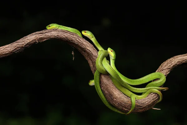 Foto de Cobra Azul Com Veneno Mortal e mais fotos de stock de Verde -  Descrição de Cor - Verde - Descrição de Cor, Cobra, Grama - iStock