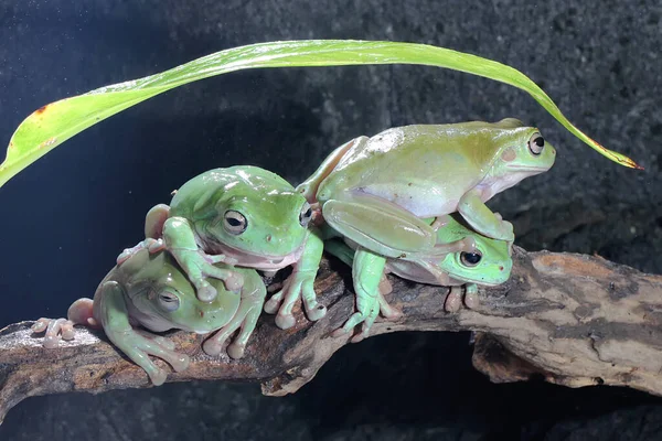 Group Dumpy Frogs Litoria Caerulea Resting Dry Logs — Fotografia de Stock
