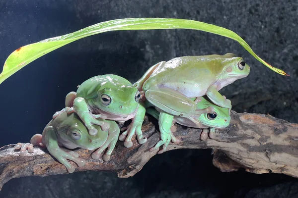 Bir grup tıknaz kurbağa (Litoria caerulea) kuru kütüklerin üzerinde dinleniyor.. 