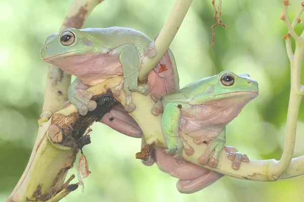 Dos Ranas Árbol Que Descansan Sobre Montón Palmeras Jóvenes Este —  Fotos de Stock