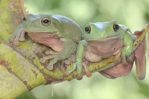 Dos Ranas Árbol Que Descansan Sobre Montón Palmeras Jóvenes Este —  Fotos de Stock