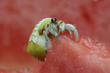 Bir keşiş yengeci (Paguroidea sp) karpuzun üzerinde yavaşça yürüyor.