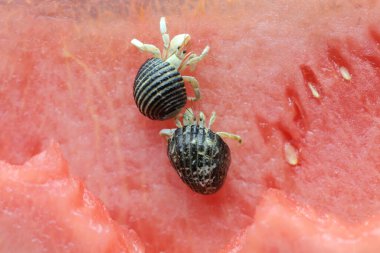 İki münzevi yengeç (Paguroidea sp) karpuzların üzerinde yavaşça yürüyorlar. Bulanık arkaplan üzerine seçmeli odak.
