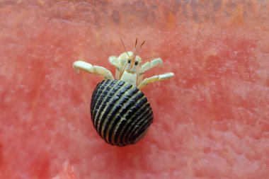 Bir keşiş yengeci (Paguroidea sp) karpuzun üzerinde yavaşça yürüyor.